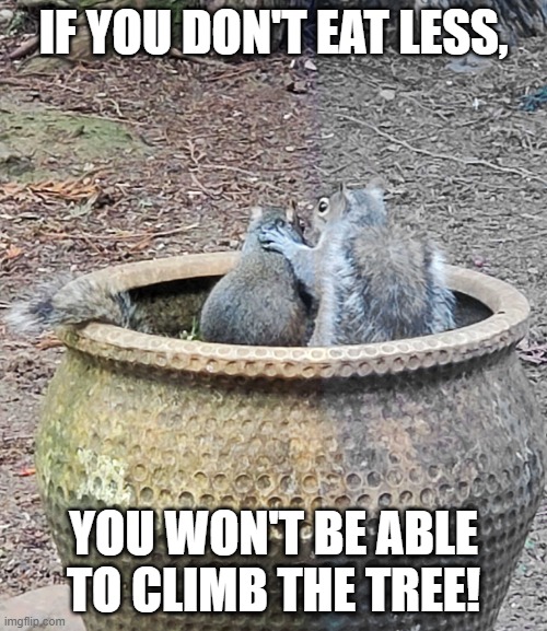 Overweight squirrel | IF YOU DON'T EAT LESS, YOU WON'T BE ABLE TO CLIMB THE TREE! | image tagged in counseling | made w/ Imgflip meme maker