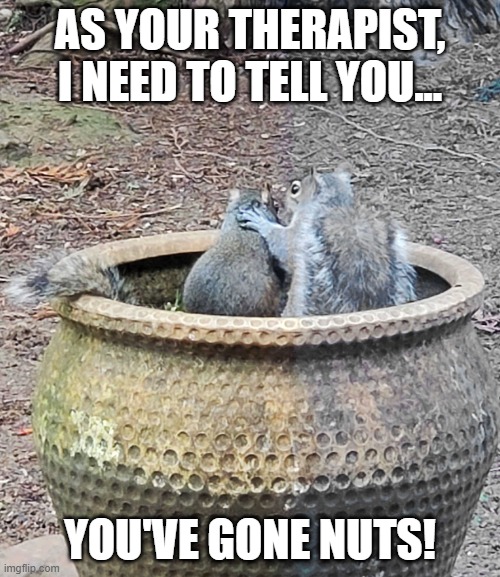 Squirrel Gone Nuts | AS YOUR THERAPIST, I NEED TO TELL YOU... YOU'VE GONE NUTS! | image tagged in counseling | made w/ Imgflip meme maker