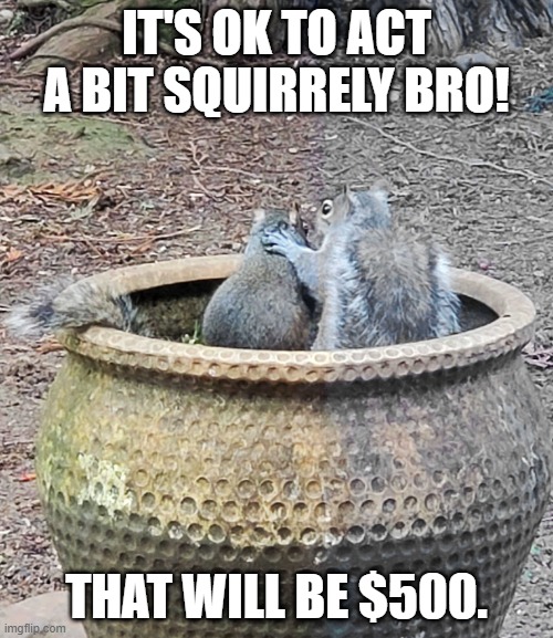 Squirrel Therapy | IT'S OK TO ACT A BIT SQUIRRELY BRO! THAT WILL BE $500. | image tagged in counseling | made w/ Imgflip meme maker