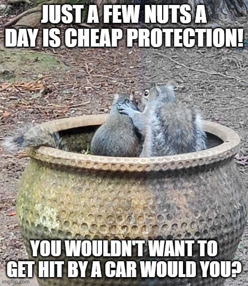 Squirrel Mafia | JUST A FEW NUTS A DAY IS CHEAP PROTECTION! YOU WOULDN'T WANT TO GET HIT BY A CAR WOULD YOU? | image tagged in counseling | made w/ Imgflip meme maker