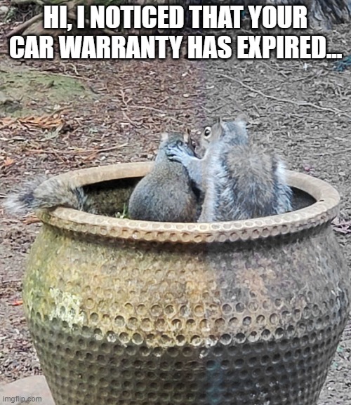 Squirrel Spam | HI, I NOTICED THAT YOUR CAR WARRANTY HAS EXPIRED... | image tagged in counseling | made w/ Imgflip meme maker