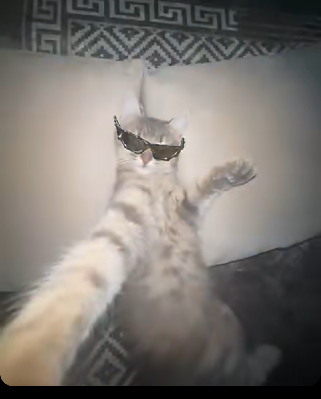 Cat with sunglasses is chillin Blank Meme Template