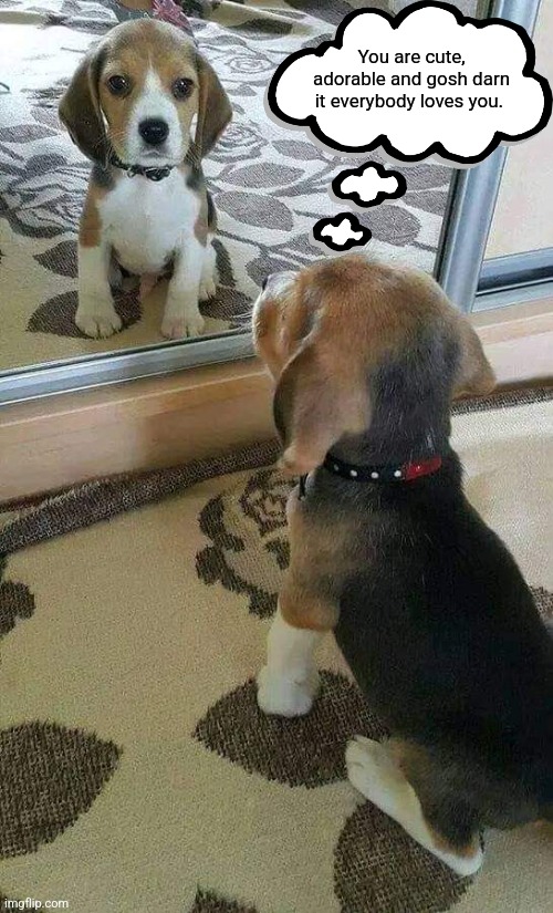 You are cute, adorable and gosh darn it everybody loves you. | image tagged in beagle,puppy,cute puppy,dog,dogs | made w/ Imgflip meme maker