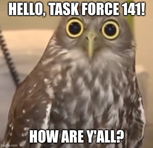 hello there | HELLO, TASK FORCE 141! HOW ARE Y'ALL? | image tagged in nelly the calm owl | made w/ Imgflip meme maker