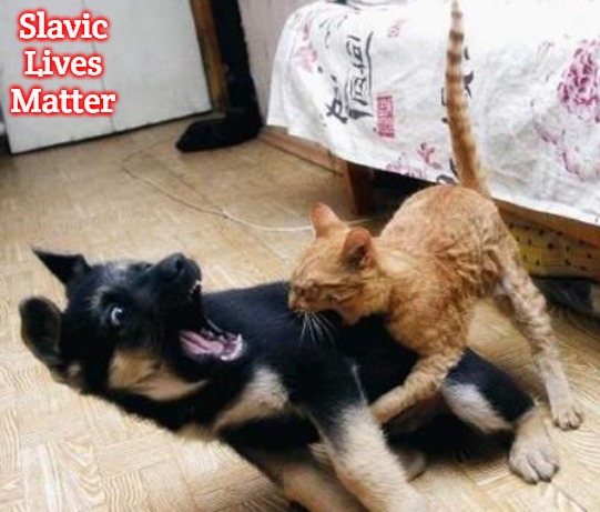 dog cat fight | Slavic Lives Matter | image tagged in dog cat fight,slavic | made w/ Imgflip meme maker