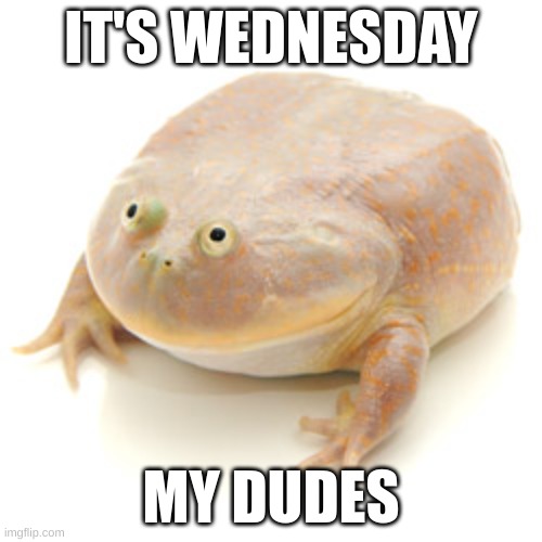 Been a while since I did this, but it is Wednesday my dudes | IT'S WEDNESDAY; MY DUDES | image tagged in it is wednesday my dudes | made w/ Imgflip meme maker