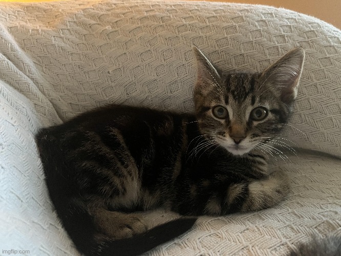 Image of my Kitten Ollie | made w/ Imgflip meme maker