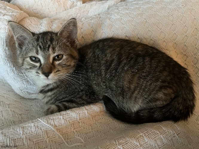 Image of my kitten Hazel | made w/ Imgflip meme maker