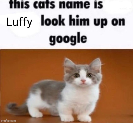 this cats name is x look him up on google | Luffy | image tagged in this cats name is x look him up on google | made w/ Imgflip meme maker