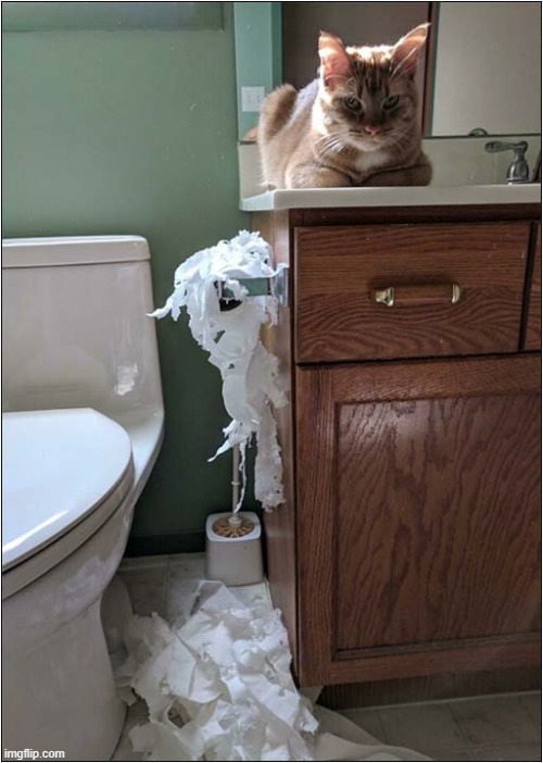Has No Regrets ! | image tagged in cats,toilet paper,no regrets | made w/ Imgflip meme maker