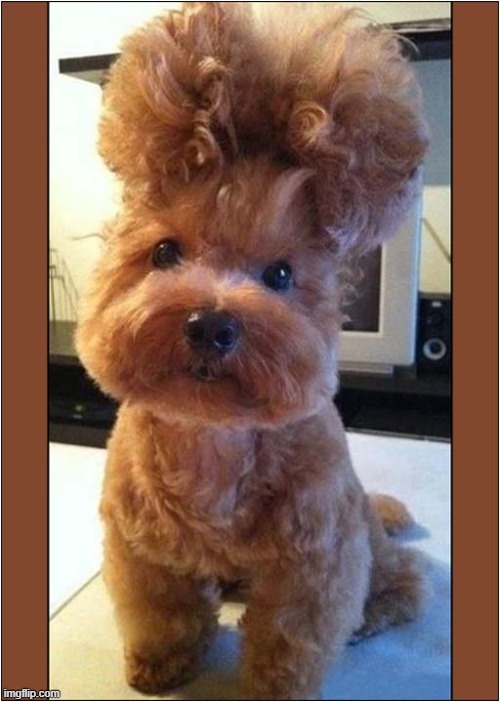 Do You Like My Hairdo ? | image tagged in dogs,hair | made w/ Imgflip meme maker