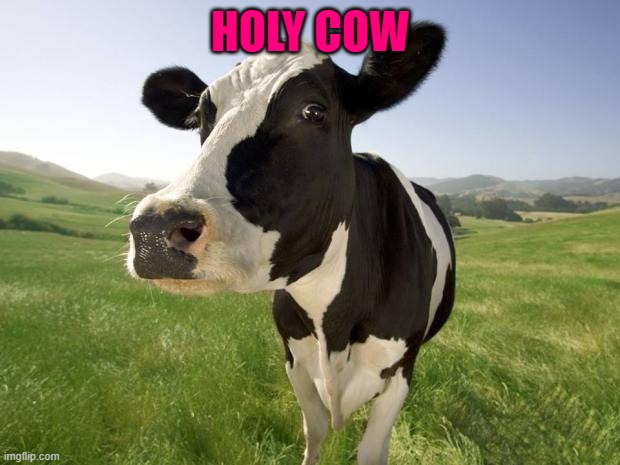 cow | HOLY COW | image tagged in cow | made w/ Imgflip meme maker