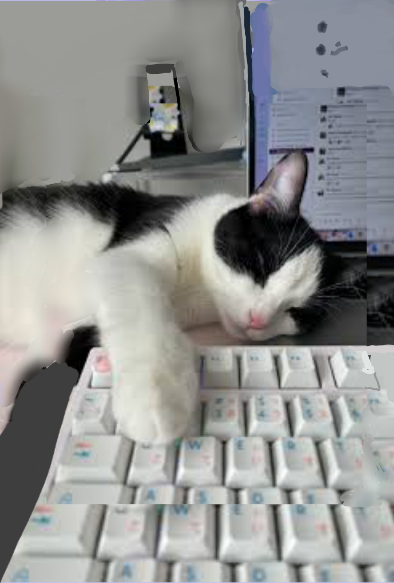 Cat on computer Blank Meme Template