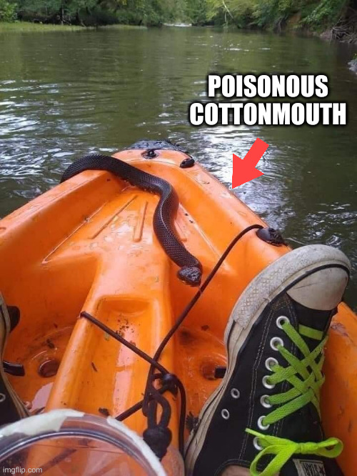 Snek ! | POISONOUS
COTTONMOUTH | image tagged in water moccasin,kayak,cringe worthy,poisonous | made w/ Imgflip meme maker