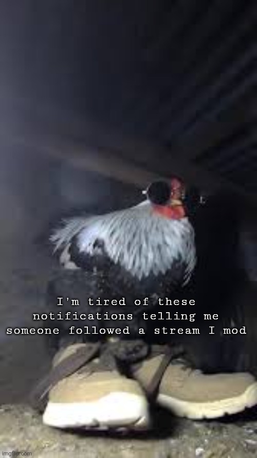 Drip chicken Sp3x_ | I'm tired of these notifications telling me someone followed a stream I mod | image tagged in drip chicken sp3x_ | made w/ Imgflip meme maker