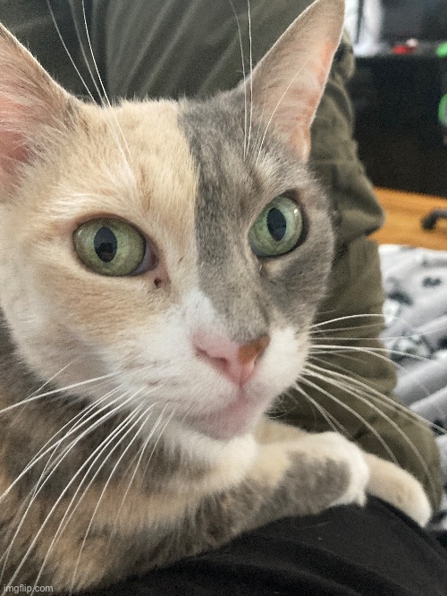 My kitty cate :3 | made w/ Imgflip meme maker