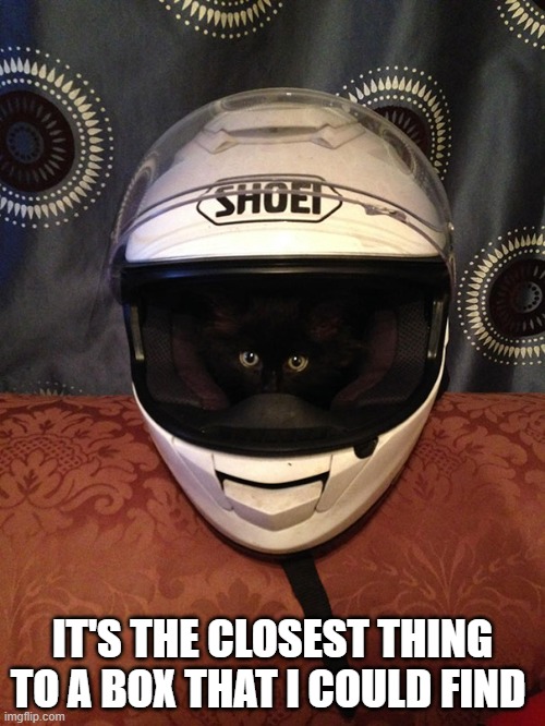meme by Brad - cat in a motorcycle helmet - humor | IT'S THE CLOSEST THING TO A BOX THAT I COULD FIND | image tagged in funny,cats,kitten,funny cat memes,cute kitten,humor | made w/ Imgflip meme maker