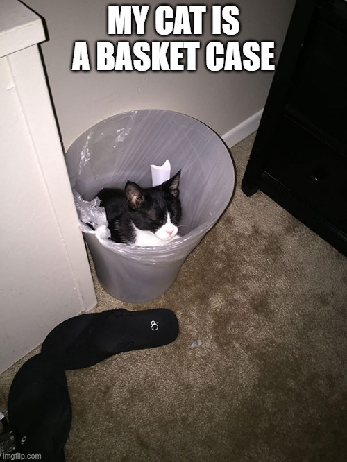 memes by Brad - my cat is a basket case | MY CAT IS A BASKET CASE | image tagged in funny,cats,funny cat memes,cute kitten,kitten,humor | made w/ Imgflip meme maker