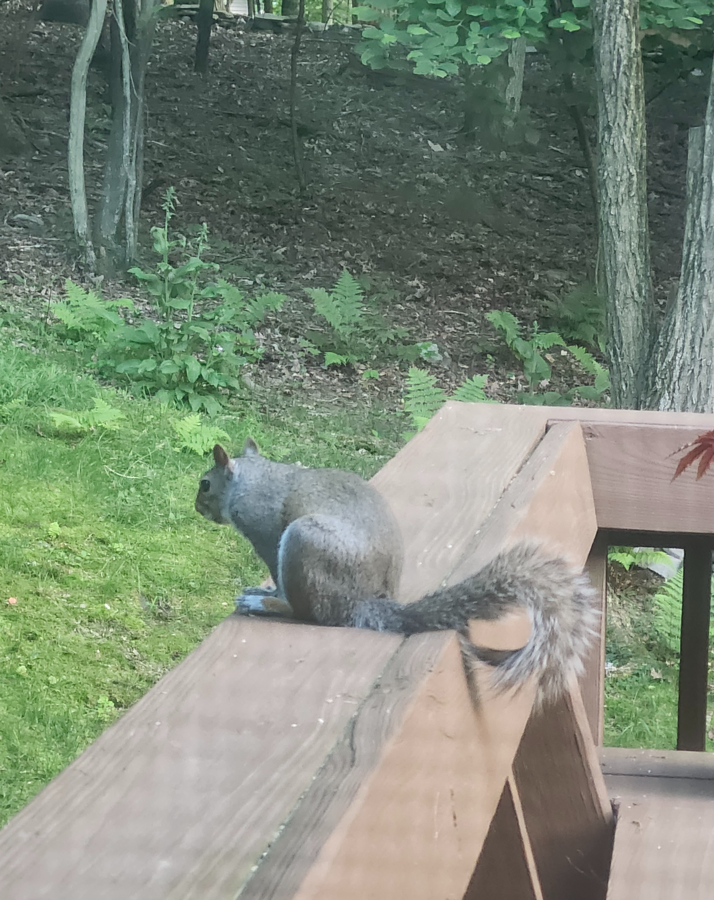 Squirrel on the bench Blank Meme Template