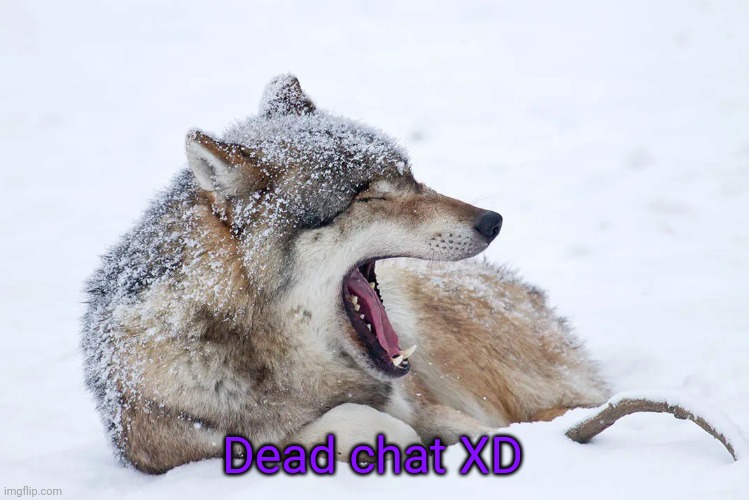 Yawning wolf | Dead chat XD | image tagged in yawning wolf | made w/ Imgflip meme maker