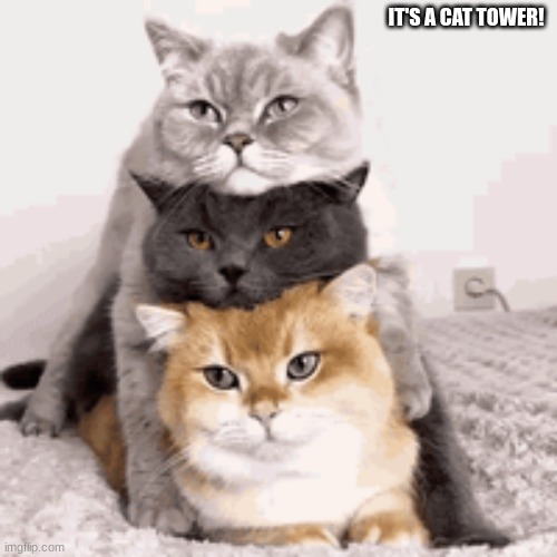 IT'S A CAT TOWER! | image tagged in cute cats | made w/ Imgflip meme maker