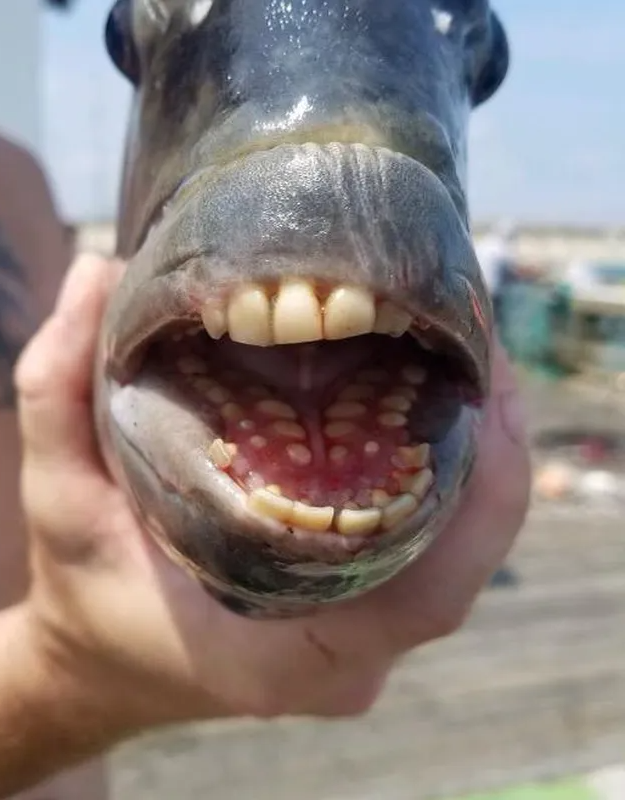 Sheepshead Blank Meme Template