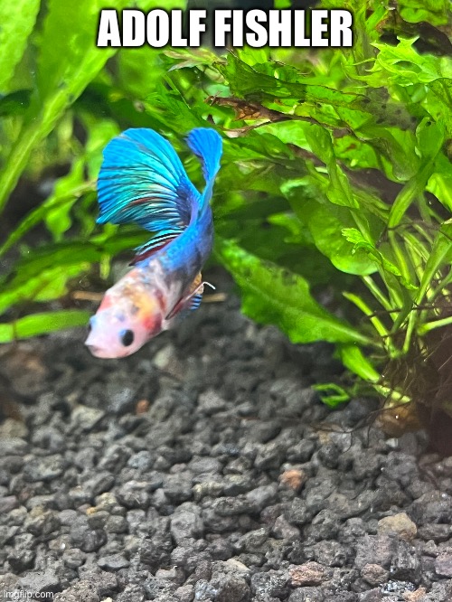 ADOLF FISHLER | made w/ Imgflip meme maker