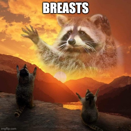 racoon praise | BREASTS | image tagged in racoon praise | made w/ Imgflip meme maker