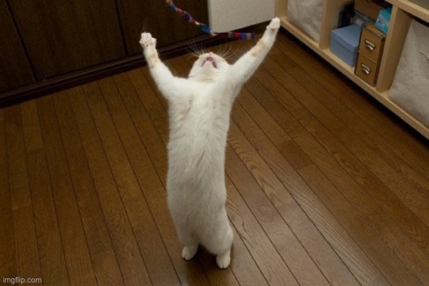 Victory Cat | image tagged in victory cat | made w/ Imgflip meme maker