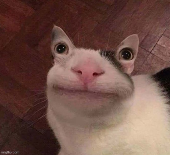 Curse cat | image tagged in cursed cat | made w/ Imgflip meme maker