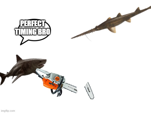 get it | PERFECT TIMING BRO | image tagged in shark | made w/ Imgflip meme maker