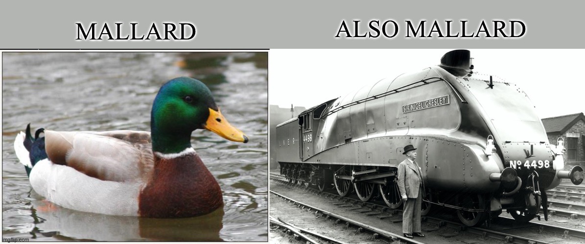 Mallards | image tagged in actual advice mallard,train,british rail | made w/ Imgflip meme maker