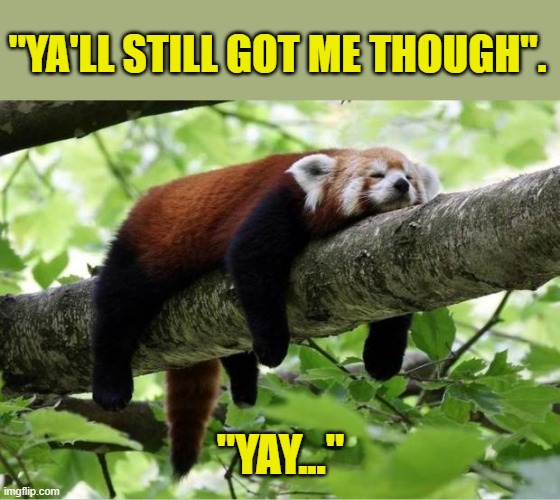 Lazy Red Panda | "YA'LL STILL GOT ME THOUGH". "YAY..." | image tagged in lazy red panda | made w/ Imgflip meme maker