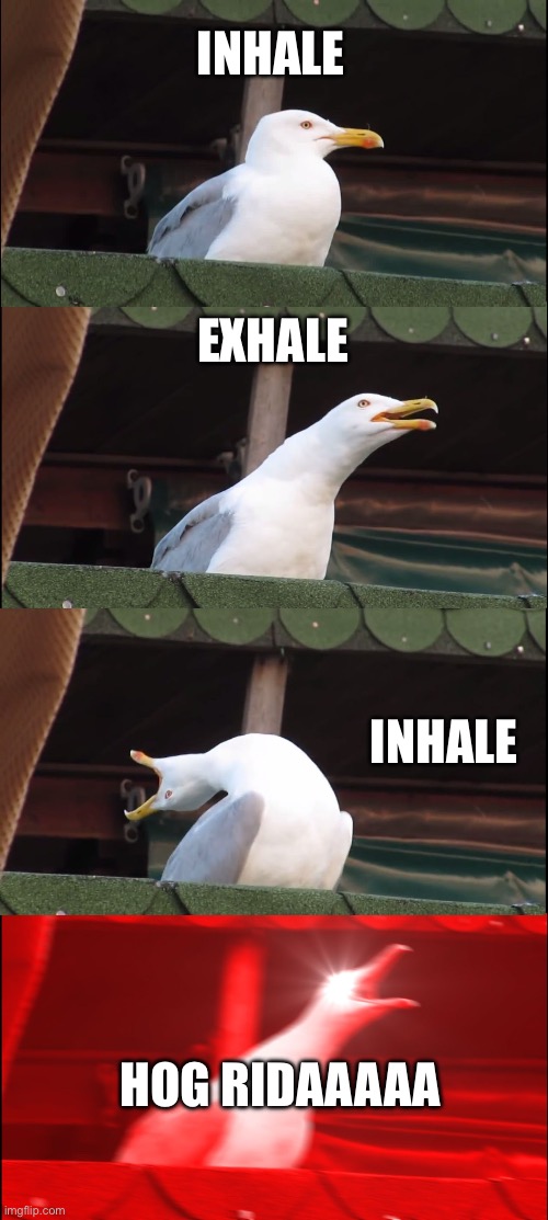 Inhaling Seagull Meme | INHALE; EXHALE; INHALE; HOG RIDAAAAA | image tagged in memes,inhaling seagull | made w/ Imgflip meme maker