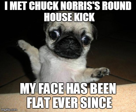 I MET CHUCK NORRIS'SROUND HOUSE KICK MY FACE HAS BEEN FLAT EVER SINCE | image tagged in derpy pug | made w/ Imgflip meme maker