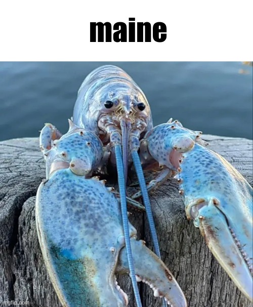 state slander 20 | maine | image tagged in the blue lobster | made w/ Imgflip meme maker
