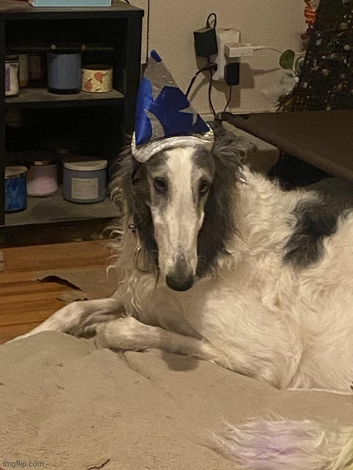 borzoi wizard | image tagged in borzoi wizard | made w/ Imgflip meme maker