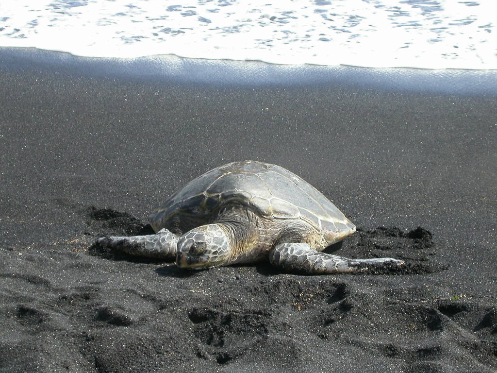 High Quality World Turtle Day Blank Meme Template