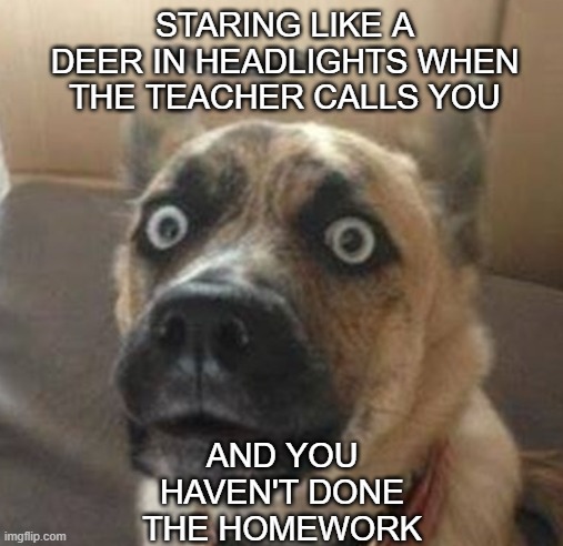 NANI DOG | AND YOU HAVEN'T DONE THE HOMEWORK; STARING LIKE A DEER IN HEADLIGHTS WHEN THE TEACHER CALLS YOU | image tagged in nani dog | made w/ Imgflip meme maker