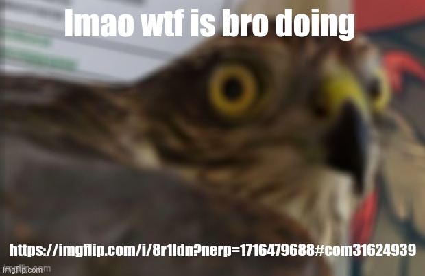 shocked bird | lmao wtf is bro doing; https://imgflip.com/i/8r1ldn?nerp=1716479688#com31624939 | image tagged in shocked bird | made w/ Imgflip meme maker