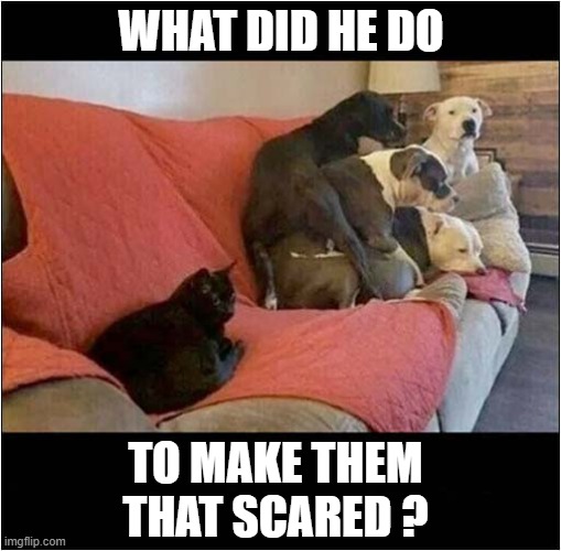 Something Happened ! | WHAT DID HE DO; TO MAKE THEM THAT SCARED ? | image tagged in dogs,cat,scared | made w/ Imgflip meme maker