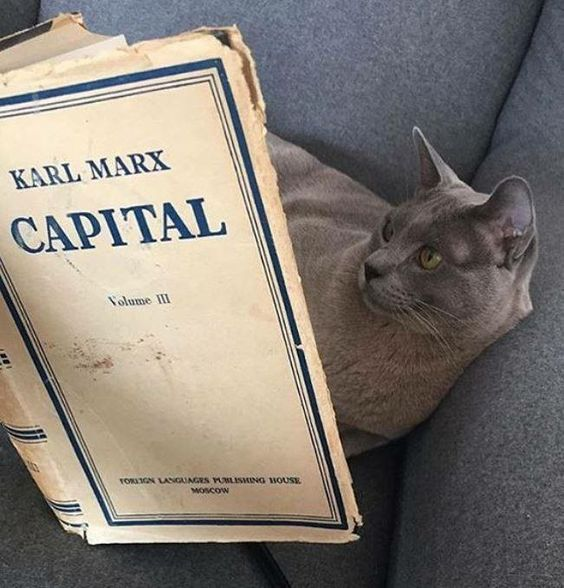 cat reading carl marx's capital Blank Meme Template