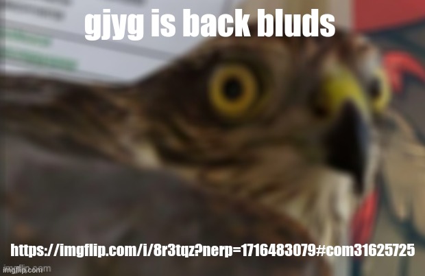 shocked bird | gjyg is back bluds; https://imgflip.com/i/8r3tqz?nerp=1716483079#com31625725 | image tagged in shocked bird | made w/ Imgflip meme maker