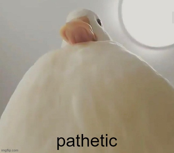 pathetic (duck#1) | pathetic | image tagged in pathetic duck 1 | made w/ Imgflip meme maker