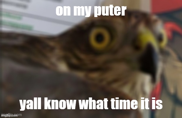 shocked bird | on my puter; yall know what time it is | image tagged in shocked bird | made w/ Imgflip meme maker