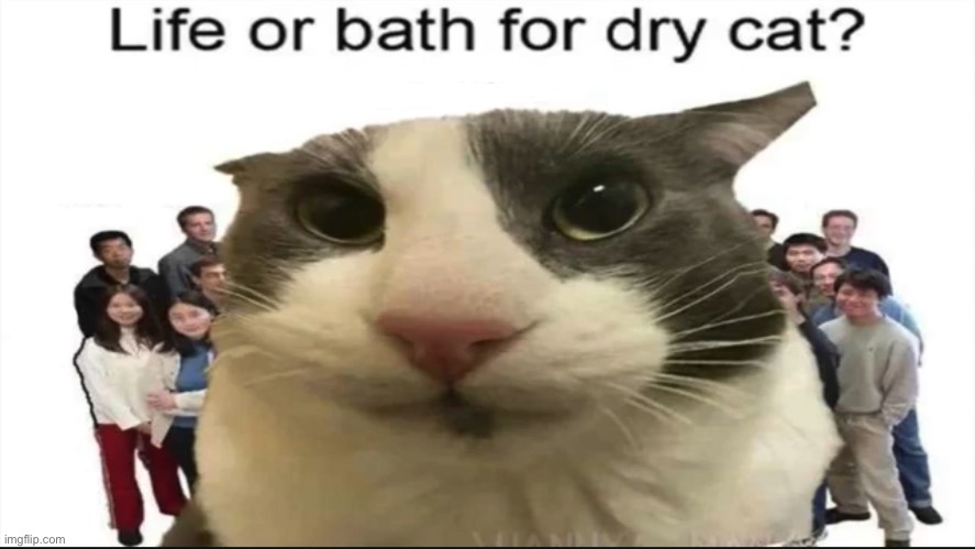 Life or bath cat | made w/ Imgflip meme maker
