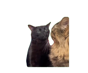 High Quality Cat look at cat Blank Meme Template