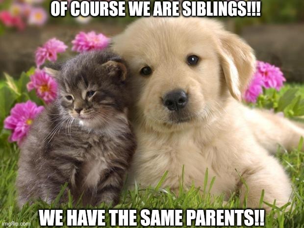 puppies and kittens | OF COURSE WE ARE SIBLINGS!!! WE HAVE THE SAME PARENTS!! | image tagged in puppies and kittens | made w/ Imgflip meme maker