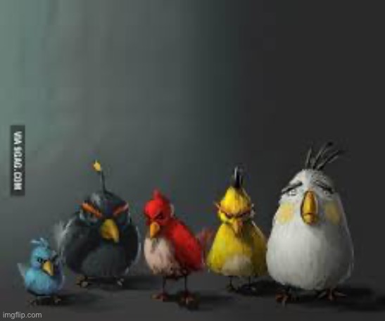 Realistic birds | image tagged in realistic birds | made w/ Imgflip meme maker
