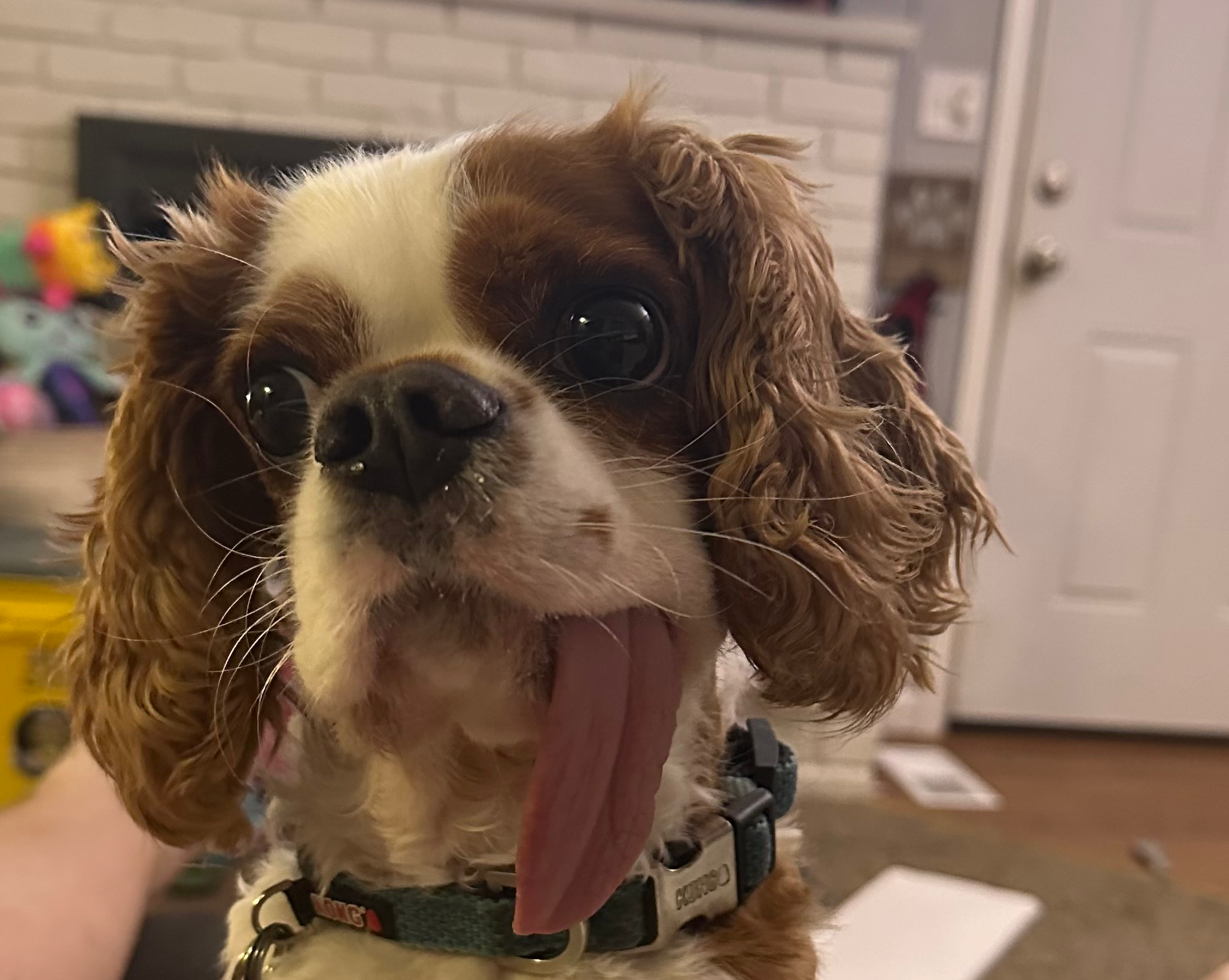 My dogs tongue Blank Meme Template